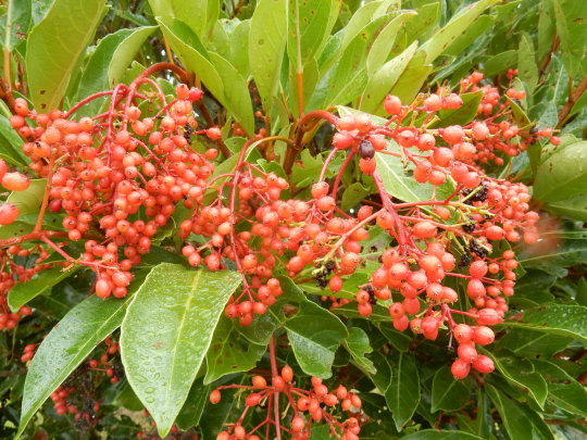 f0060461_18395125.jpg