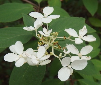 #木の花 『糊空木』 Hydrangea paniculata_f0238961_14551635.jpg