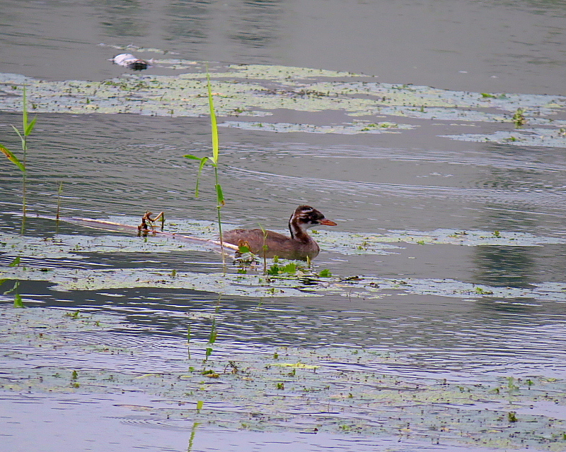 在庫から～水辺の鳥いくつか～_c0305565_17522990.jpg