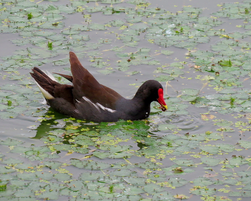 在庫から～水辺の鳥いくつか～_c0305565_17540009.jpg