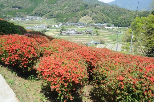 日之影町　天神山公園のつつじ_e0293066_10211595.jpg