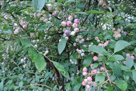 e0041168_09212810.jpg