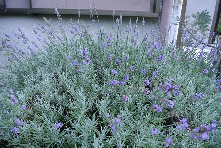 e0041168_09260181.jpg
