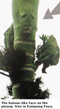 怪異にうす(2006/4/29~9/12)「鳥か?飛行機か?」〜「お化けの木に顔」_b0116271_12574419.jpg
