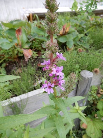 2017年8月前半の庭の花。_d0251572_10452623.jpg