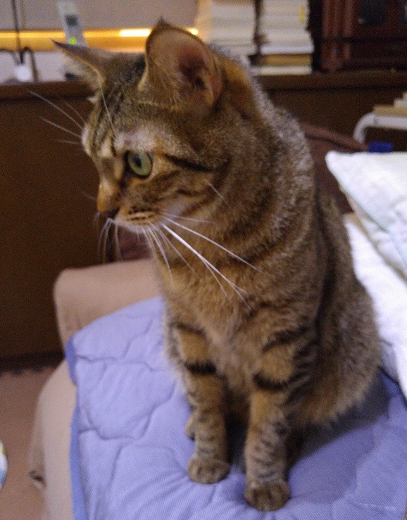 小町と子猫_b0019674_22260435.jpg