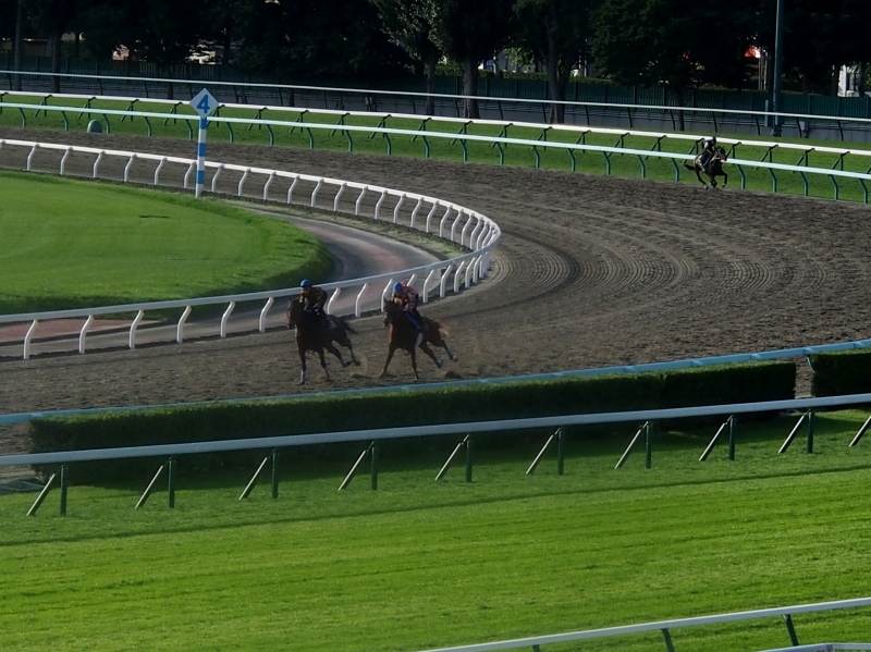 ＪＲＡ札幌競馬場開設110周年記念　第53回札幌記念（ＧⅡ）8月20日　公開調教　０８１６　ＡＭ０５：１５～_c0183777_12501371.jpg