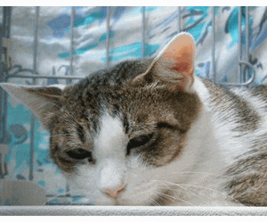 f0148582_047863.gif