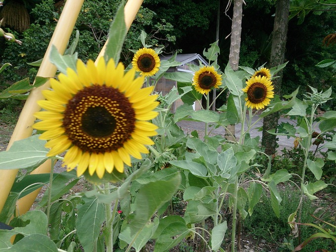 e0220493_10265491.jpg