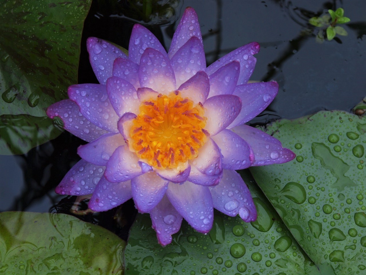 ベスト 【開田屋水園】 HT亜属間交配睡蓮 フェイ・マクドナルド