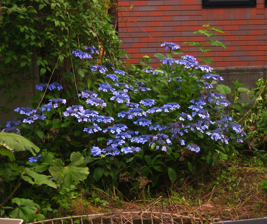 庭の花/ Flowers in our garden. A newcomer, La Reine Victoria._e0120899_17351810.jpg