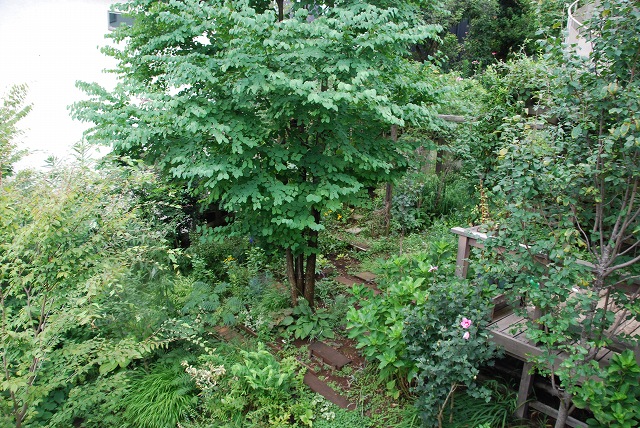 ちょっとの間おひさまが…8月17日の庭。_c0124100_183416.jpg