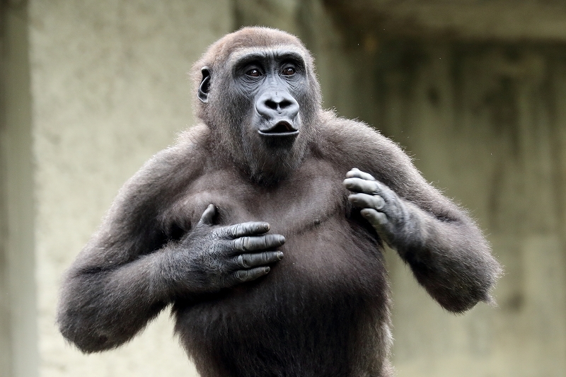 シャバーニとキヨマサの親子ドラミング対決 名古屋市東山動物園 旅プラスの日記