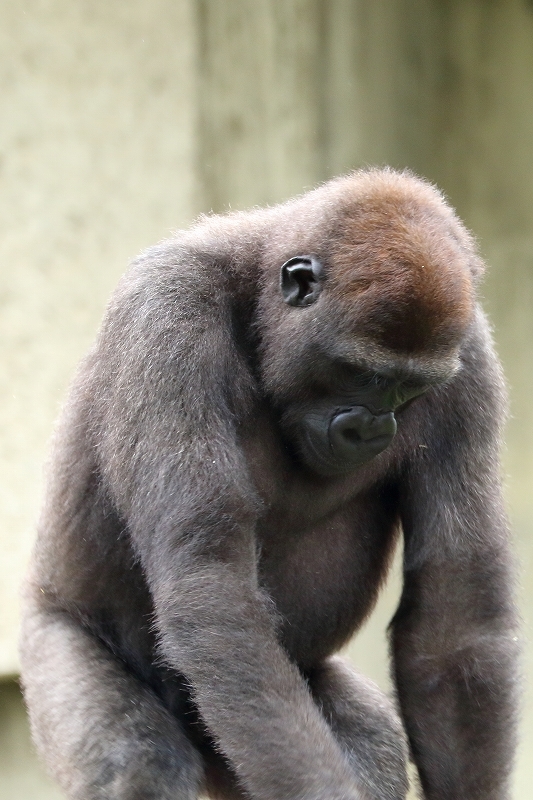 シャバーニとキヨマサの親子ドラミング対決 名古屋市東山動物園 旅プラスの日記 シャバーニとキヨマサの親子ドラミング対決 名古屋市東山動物園 旅プラスの日記