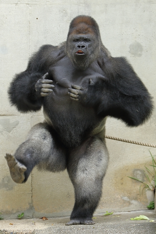 シャバーニとキヨマサの親子ドラミング対決 名古屋市東山動物園 旅プラスの日記 シャバーニとキヨマサの親子ドラミング対決 名古屋市東山動物園 旅プラスの日記
