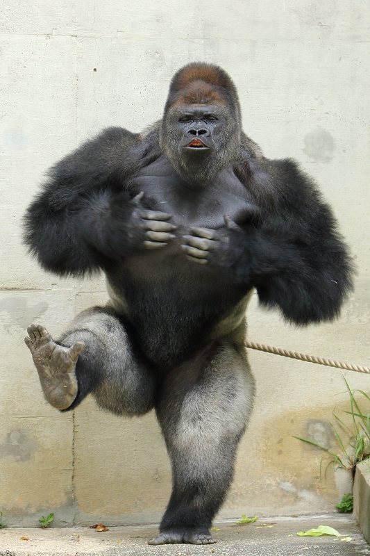 シャバーニとキヨマサの親子ドラミング対決 名古屋市東山動物園 旅プラスの日記