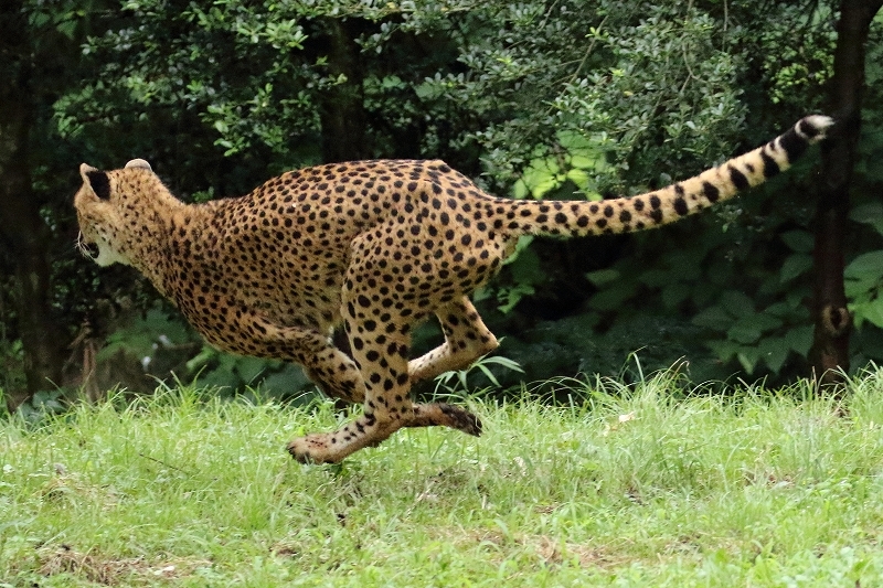 広い放飼場を走り回る元気一杯のチーター３兄弟（多摩動物園）（その後半）_b0291402_19593745.jpg