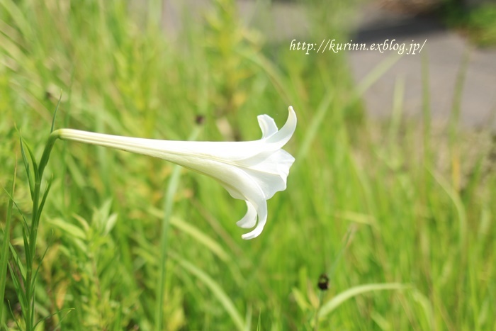 高砂ゆり～♪　夏の終わりを感じて_a0123003_09091101.jpg