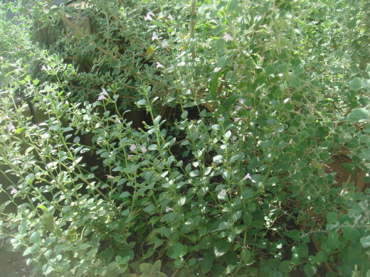 d0347108_17515319.jpg