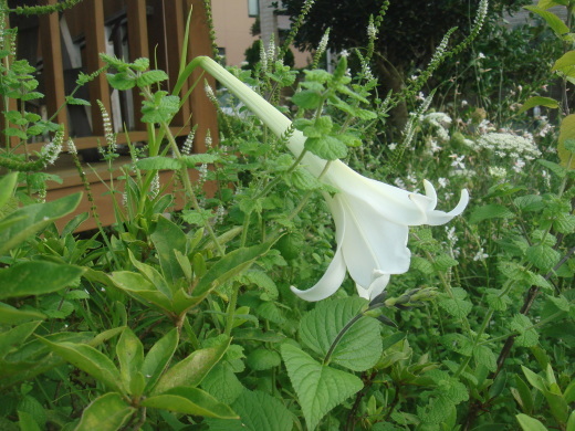 d0347108_17532844.jpg