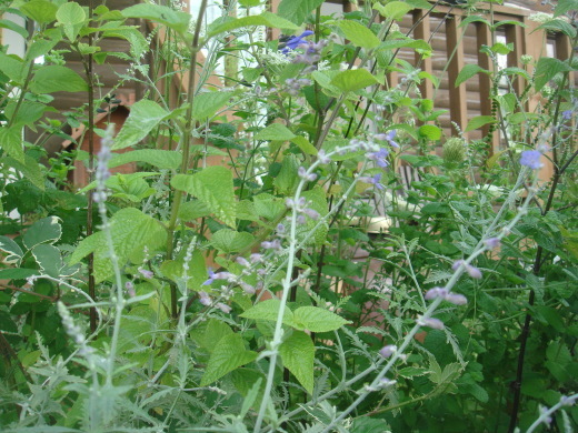d0347108_17545840.jpg