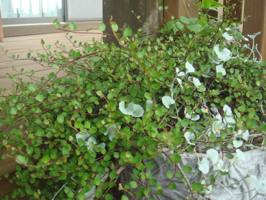 d0347108_17552925.jpg