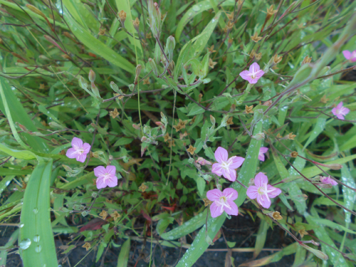 『知らぬが花』なんちゃって・・夏の島畑・道端の花！！_d0095910_16351685.jpg