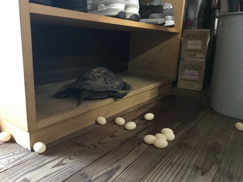 二度目の産卵。_b0131012_933610.jpg