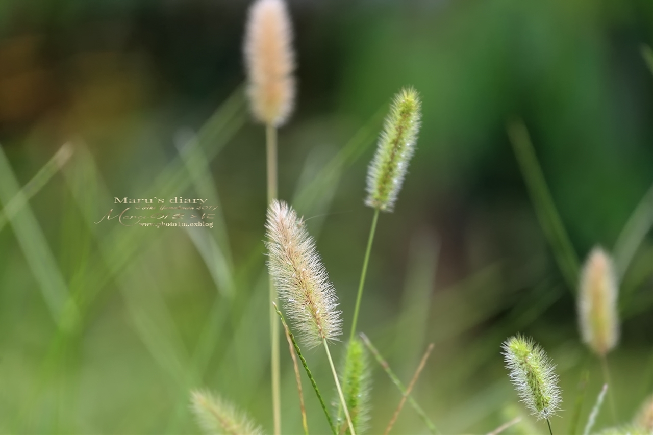 まゝに/雨の散策3/#491_d0342426_17434640.jpg