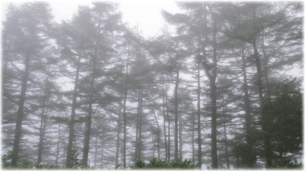 c0107829_17002335.gif