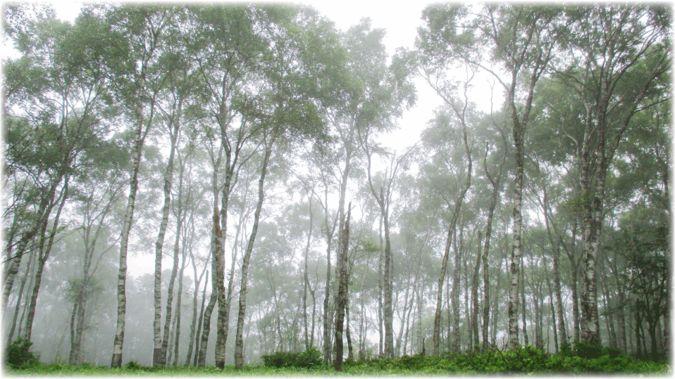 c0107829_17004115.gif