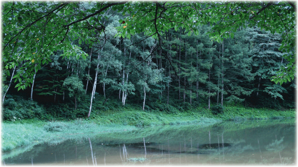 c0107829_17014986.gif