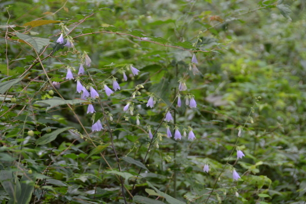 d0320746_15343634.jpg