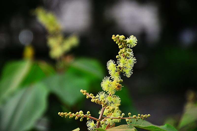 アカメガシワの花_d0015247_09544130.jpg