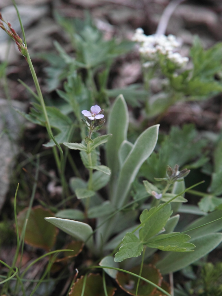 鷲羽岳-双六岳-新穂高の花_c0008948_16462910.jpg