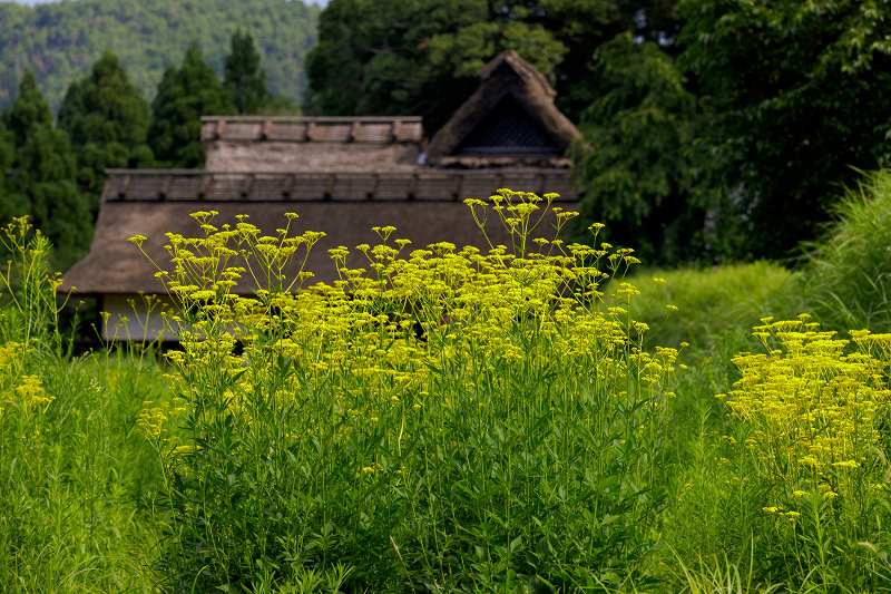 越畑の女郎花（右京区）_f0155048_21121414.jpg