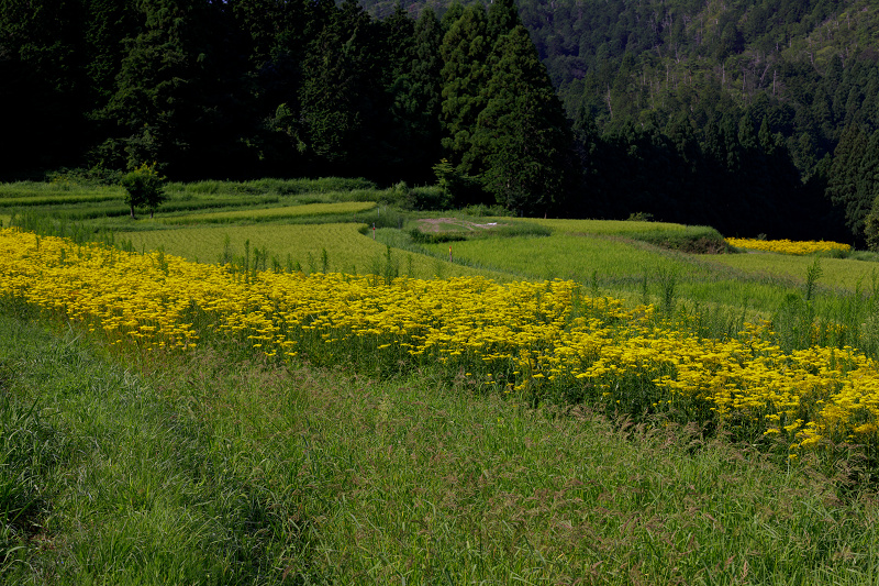 越畑の女郎花（右京区）_f0155048_23254881.jpg