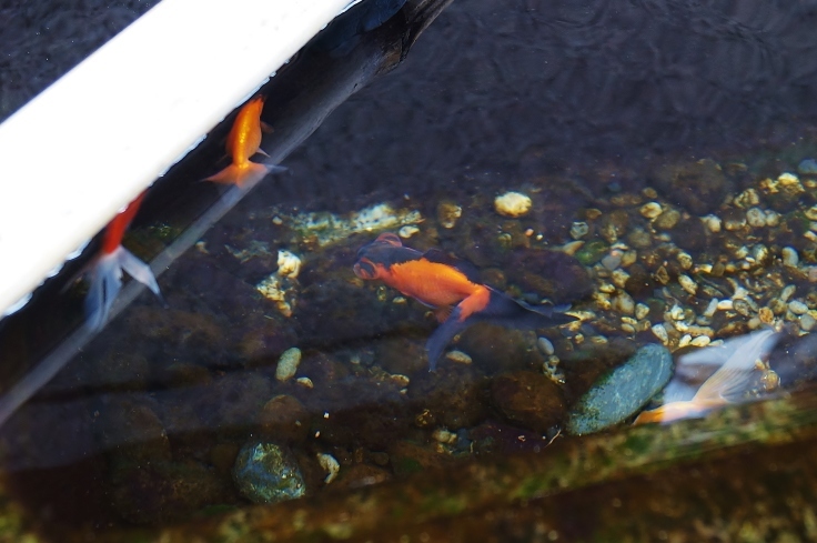 西花見小路「う桶や う」の水桶_b0063958_19202331.jpg
