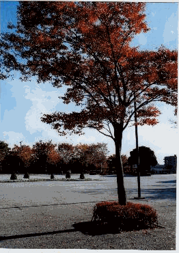 1998/11:立川(途中)〜富士塚公園(修正・アルバム追記)_b0116271_17201290.gif