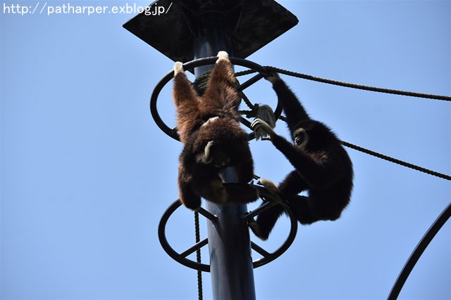 ２０１７年８月　のいち動物公園　その３_a0052986_21514547.jpg