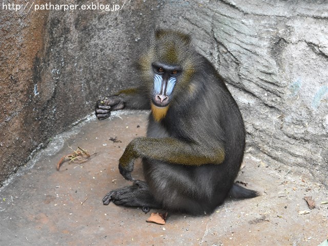 ２０１７年８月　のいち動物公園　その３_a0052986_2295387.jpg