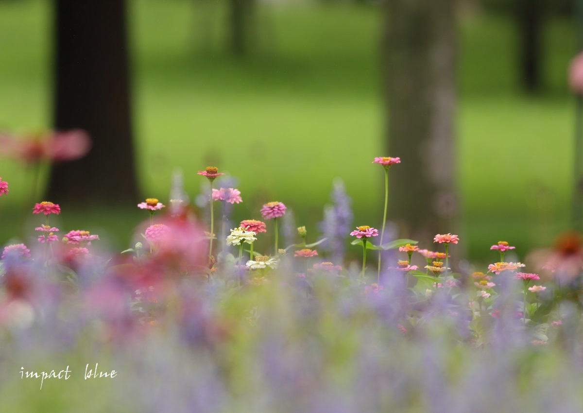 アイガモ公園の花壇にて(*^^*)_a0355908_13532317.jpg