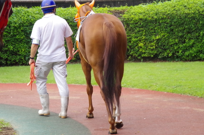 サウザンアイランド 12戦目＠浦和競馬場 4R 2017.8.18_f0365120_19013100.jpg