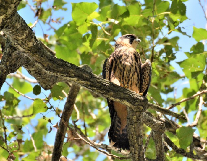 北の森から野鳥の子育て_d0098721_16070458.jpg