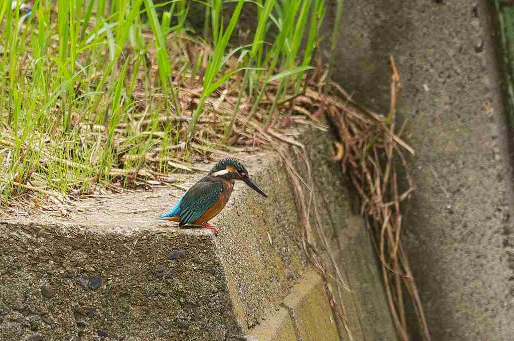 カワセミ、上流部の幼鳥_e0293921_21231647.jpg