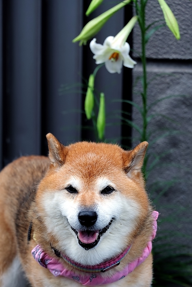 雨の日～テッポウユリと欠伸と、時々、ため息～_b0314043_08460926.jpg