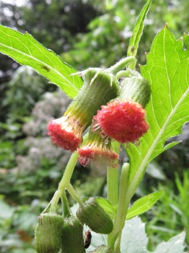 内津で、雫をつけたヤブマオ、タケニグサ、紅花ボロ菊、浦島草？カラスビシャク？も&#128167;_a0018655_14333070.jpg