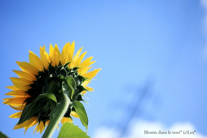 Sunflower !!_f0251765_21211735.jpg