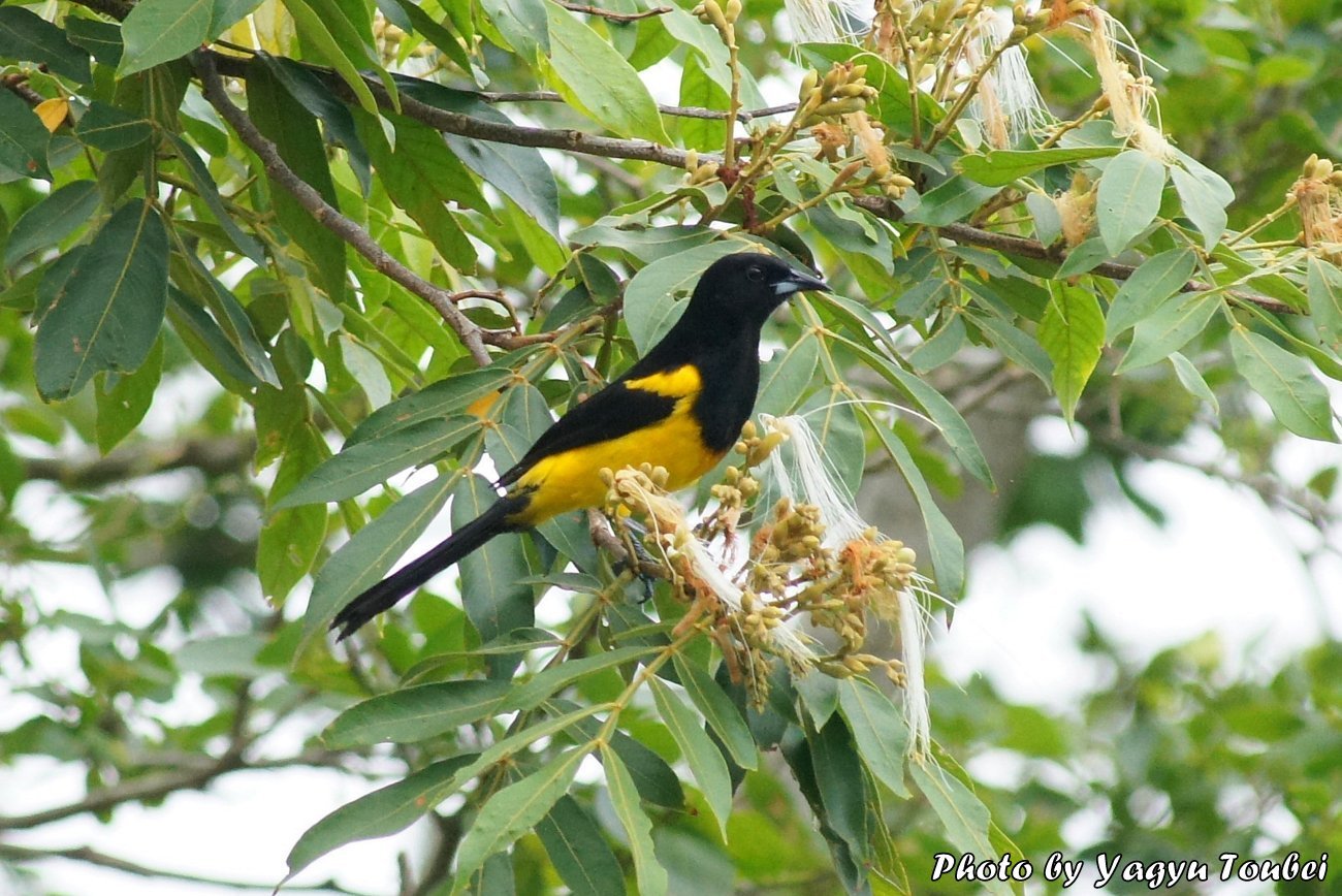 ベリーズ　ここでは街中でも見られる Black-cowled Oriole （ブラックカウルド　オリオール）_b0132475_21400590.jpg