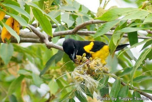 ベリーズ　ここでは街中でも見られる Black-cowled Oriole （ブラックカウルド　オリオール）_b0132475_21405961.jpg